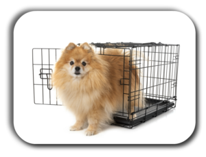 Dog Crates can be a great dog training tool if used properly