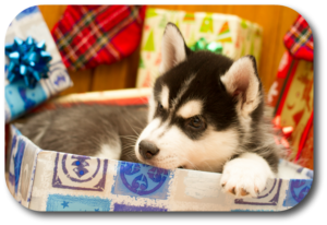 What to know and do before giving a puppy as a Christmas gift