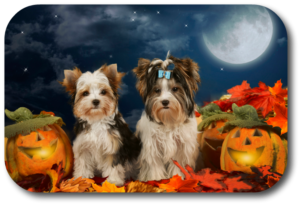 Halloween can be safe and secure for your dog and healthy and social-distanced for your family