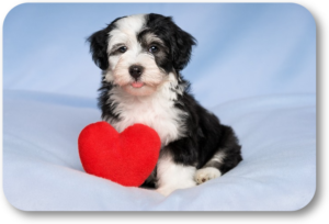 Valentine's Day tips for You and your Dog