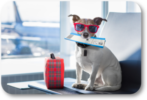 Travel Safety Tips for Your Dog