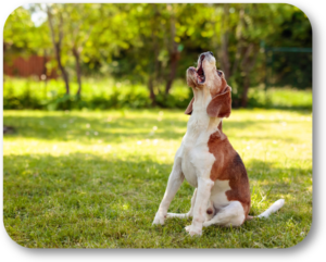 Stop your dog from nuisance barking